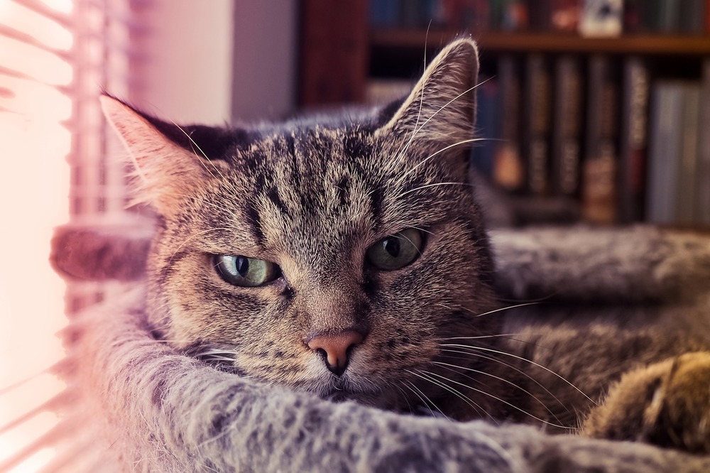 Un gatto marrone è sdraiato su un tiragraffi.