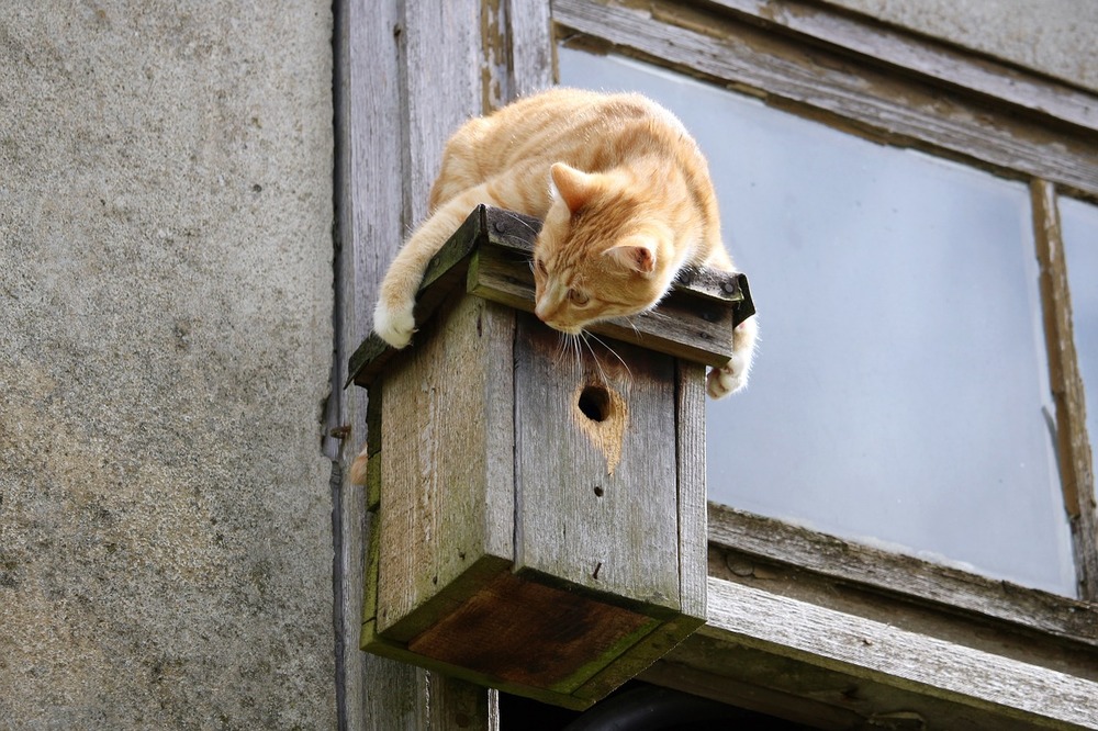 Il gatto non cade a quattro zampe. Finestre e balconi devono essere protetti con reti.