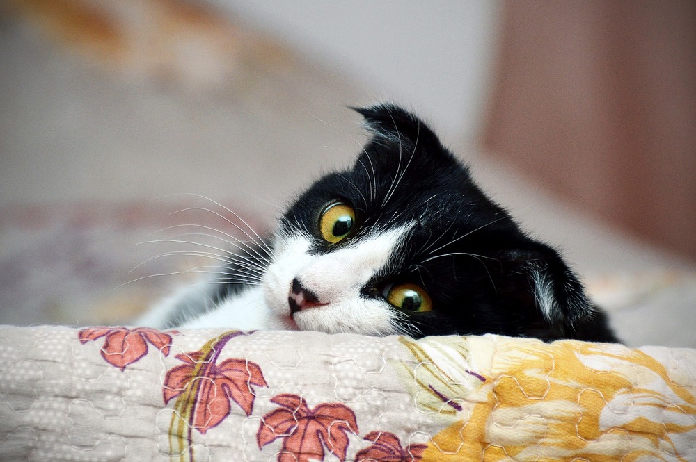 Quando il proprietario è lontano, è meglio che il gatto rimanga in un luogo familiare, in casa, ma venga accudito da altre persone.