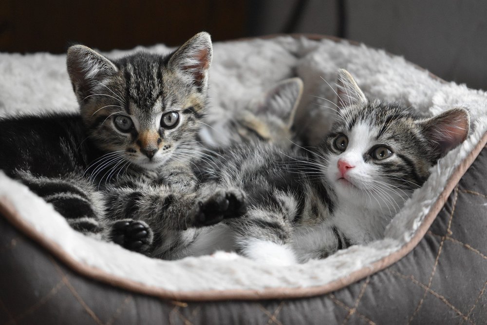 Il kit per gatto comprende innanzitutto una fornitura di buon cibo per gatti senza cereali, una lettiera, un trasportino, dei giocattoli, un tiragraffi, una cuccia e delle ciotole.