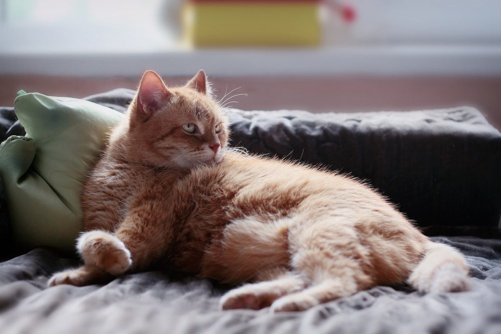 Dopo la nostra partenza, il gatto triste ha bisogno di tempo e di comprensione prima di riprendersi.