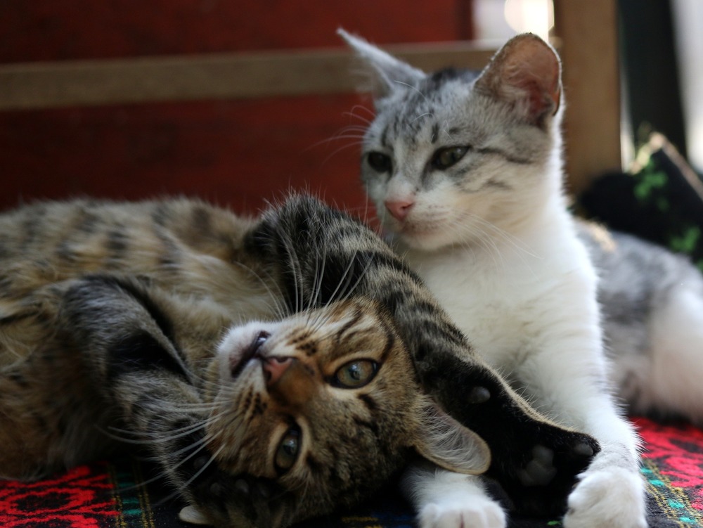 Due gatti sdraiati uno accanto all'altro. I gatti socializzano e si sentono bene in compagnia, come si può vedere dal loro linguaggio del corpo: baffi e muscoli rilassati, occhi socchiusi, postura leggera del corpo. Uno di loro inizia a suonare.