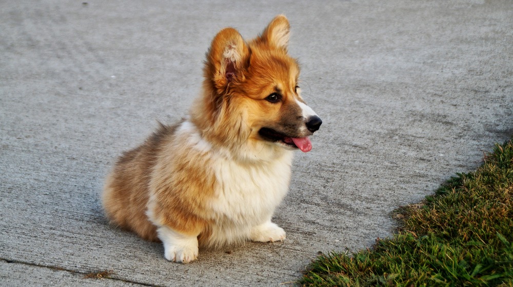 Il giovane Corgi nella fase della muta