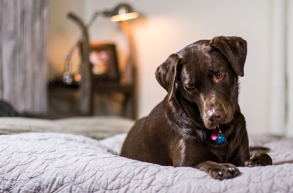 Il cimurro è una pericolosa malattia dei cani. 