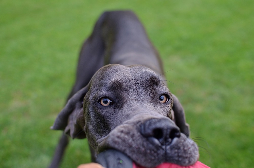 Un Weimaraner strattona un giocattolo. Puoi vedere gli occhi color miele e il muso del cane da vicino