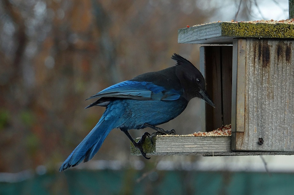 Uccello selvatico mangia all'aperto. Puoi nutrire gli uccelli selvatici con mais o cereali, non con pane.