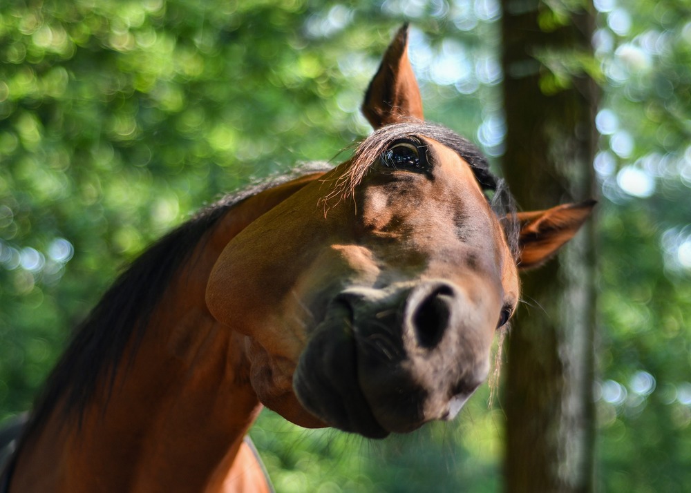 Cosa potrebbe indicare la posizione della testa del cavallo?