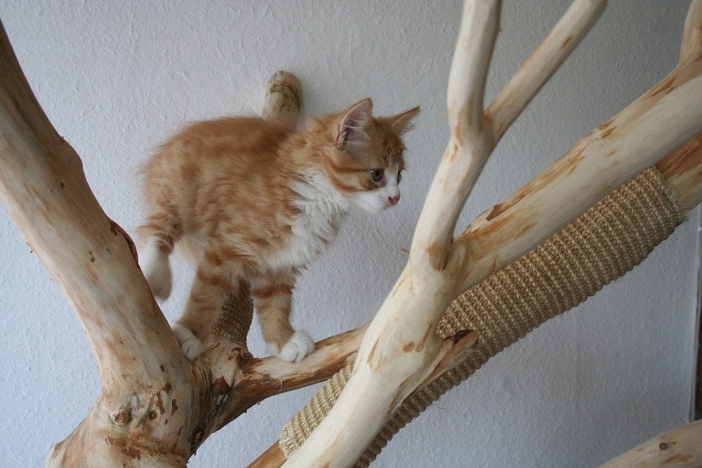 Fin dalla tenera età, vale la pena indirizzare i graffi del tuo gatto su superfici destinate a questo scopo: i tiragraffi. Possono essere in forma naturale, ad esempio tiragraffi ad albero che decoreranno l'appartamento.