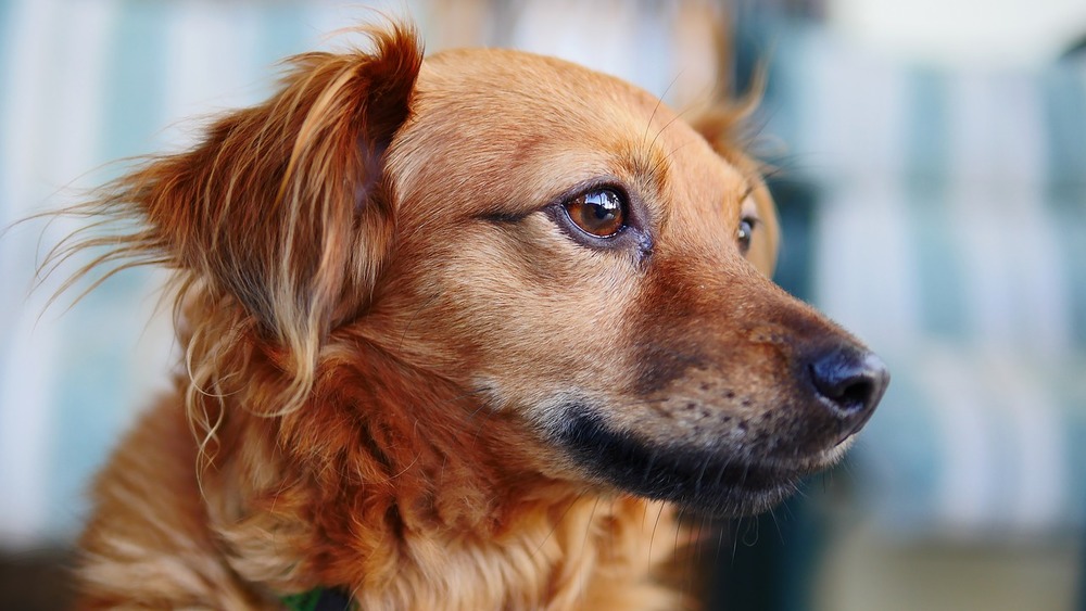 Vaccina il tuo cane per proteggerlo da molte malattie, tra cui: parvovirus.