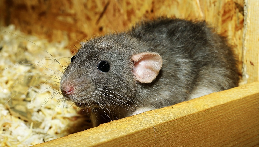 Ratto grigio.  Come sapere se un topo è malato?