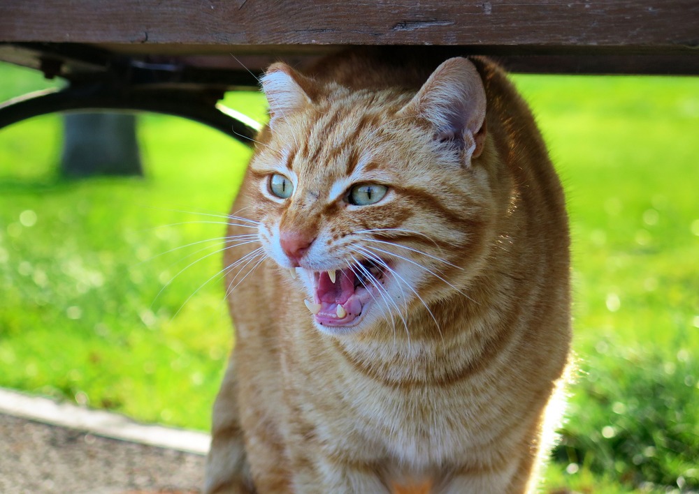 Un gatto adulto rosso sibila. Sibilare è un comportamento difensivo, di legittima difesa. Il gatto ha pupille strette, baffi ispidi e orecchie all'indietro.