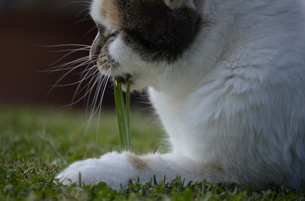 Dovresti prestare attenzione se l'erba che scegli per i gatti è sicura per loro e se non ha lame troppo dure e affilate.