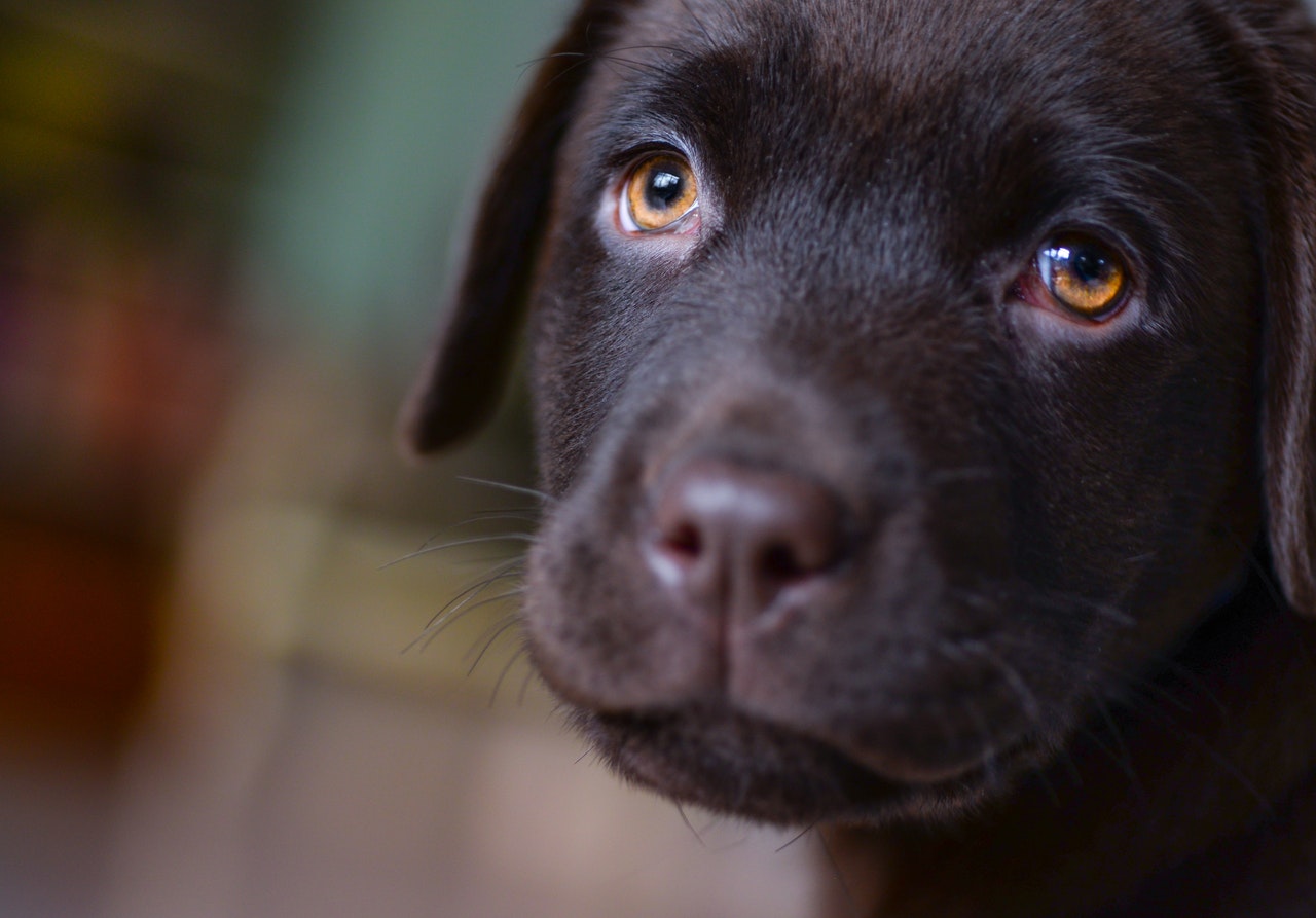 La giardiasi nei cani può causare malattie asintomatiche. Ecco perché è così importante controllare regolarmente le feci del tuo cane.
