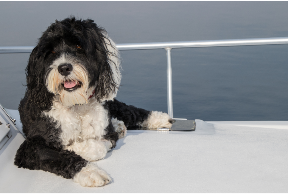 Cane da acqua portoghese