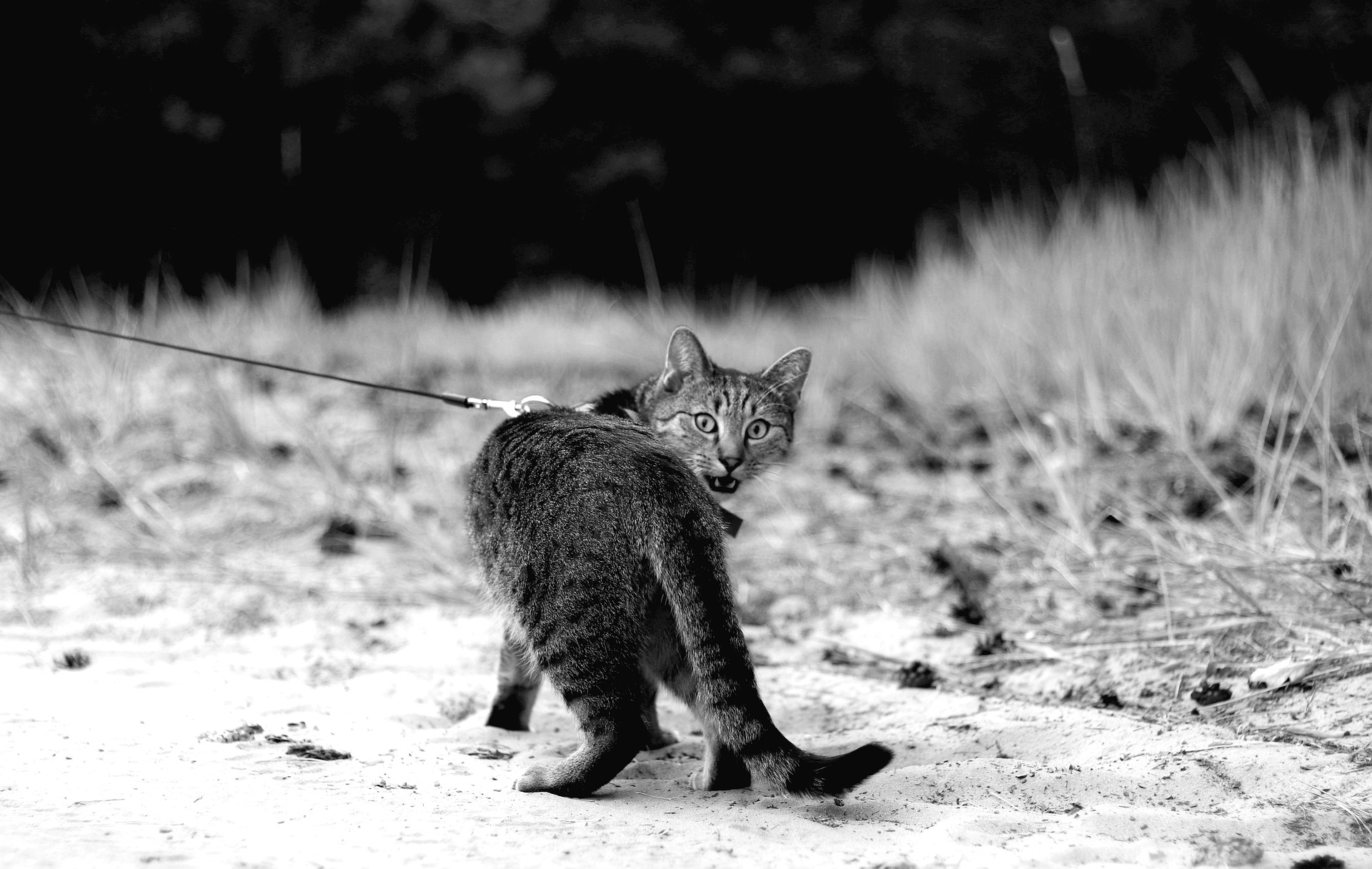 Insegnare al tuo gatto a camminare al guinzaglio dovrebbe sempre iniziare a casa, in un'area sicura e protetta. Gli accessori da passeggio dovrebbero essere sempre visibili in modo che il gatto possa abituarsi ad essi. Dopo aver imparato a mettere il guinzaglio e la pettorina, il tuo gatto dovrebbe essere ricompensato.