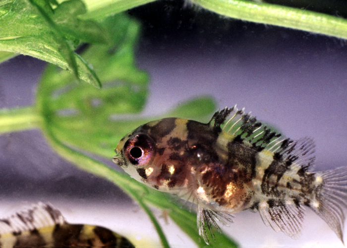 Cleithracara maronii