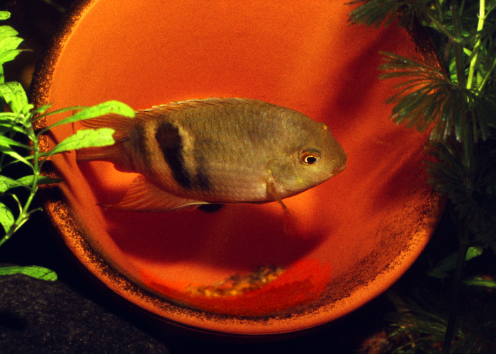Cleithracara maronii nell'acquario.