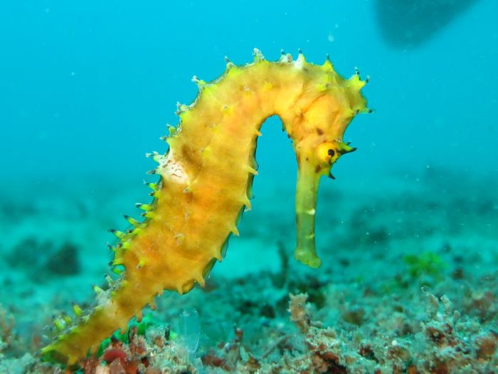 Cavalluccio marino in un acquario di acqua salata