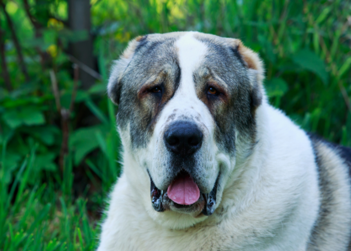 Cane da pastore dell'Asia centrale.