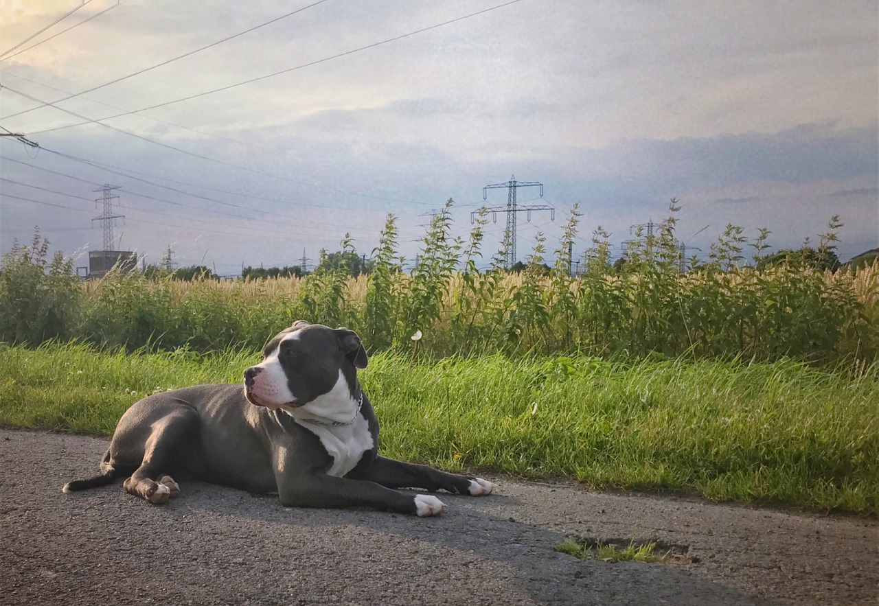 L'American Bully è un cane molto curioso. Ti prende in giro con entusiasmo e ti invita a giocare, a volte può essere eccessivamente testardo e può anche soffrire di ansia da separazione - quindi, un'educazione ferma da parte di un cucciolo è molto importante.