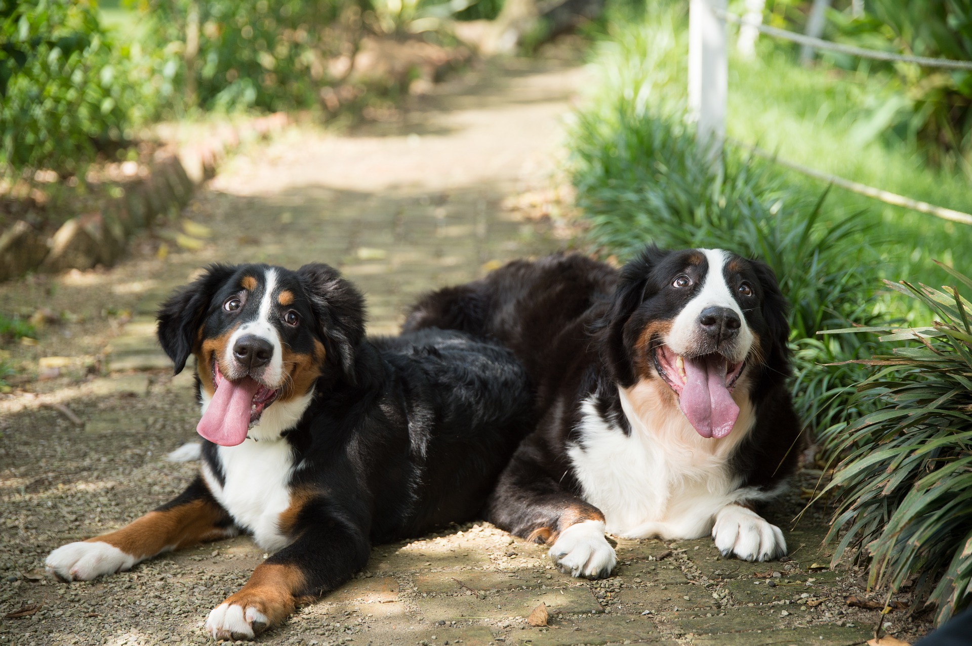 I bovari del Bernese conservano la loro gioia e l'energia da cucciolo per le buffonate per molto tempo. Amano anche la tenerezza e le carezze.