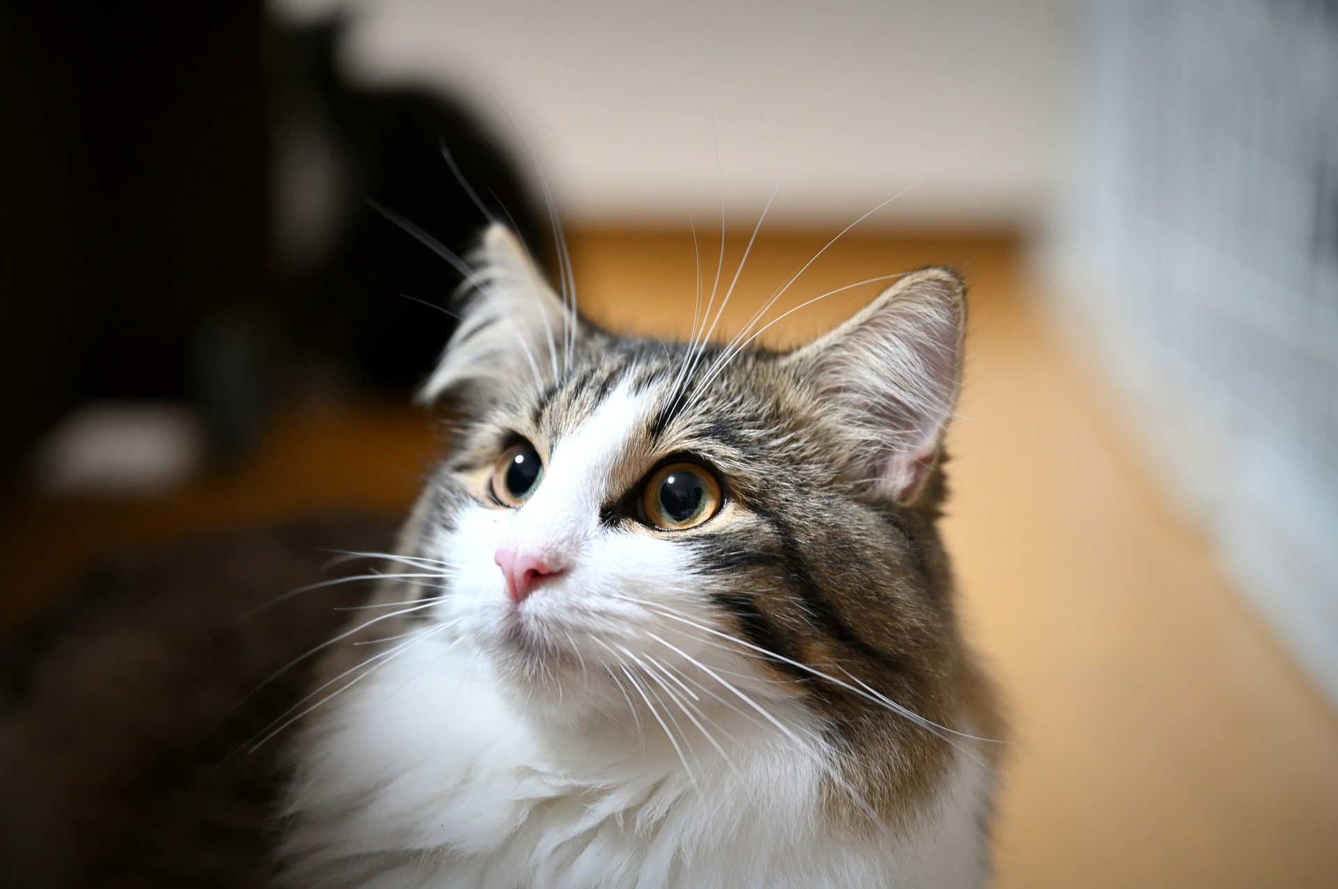 I gatti delle foreste norvegesi hanno una natura canina. Sono perfetti per le passeggiate, al guinzaglio, e amano anche portare e imparare trucchi.