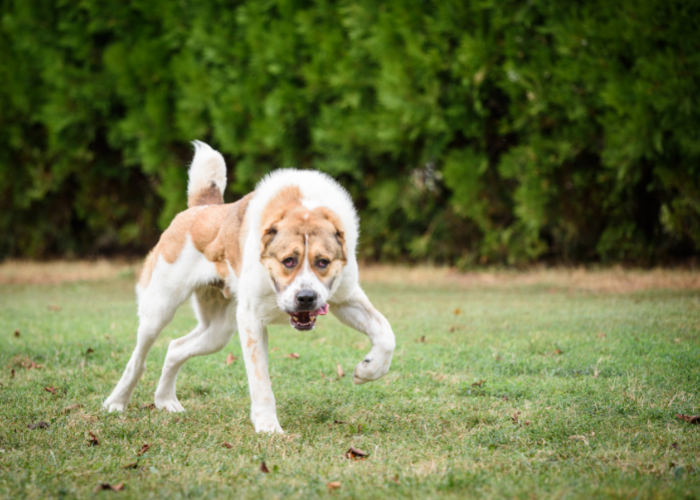 Cane da pastore dell'Asia centrale bianco e rosso.
