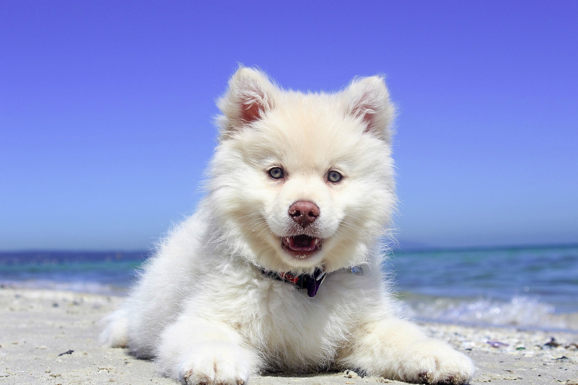 Quando si va in vacanza con il proprio cane è opportuno preparare il corredino, vaccinarlo e garantirgli un viaggio sicuro.