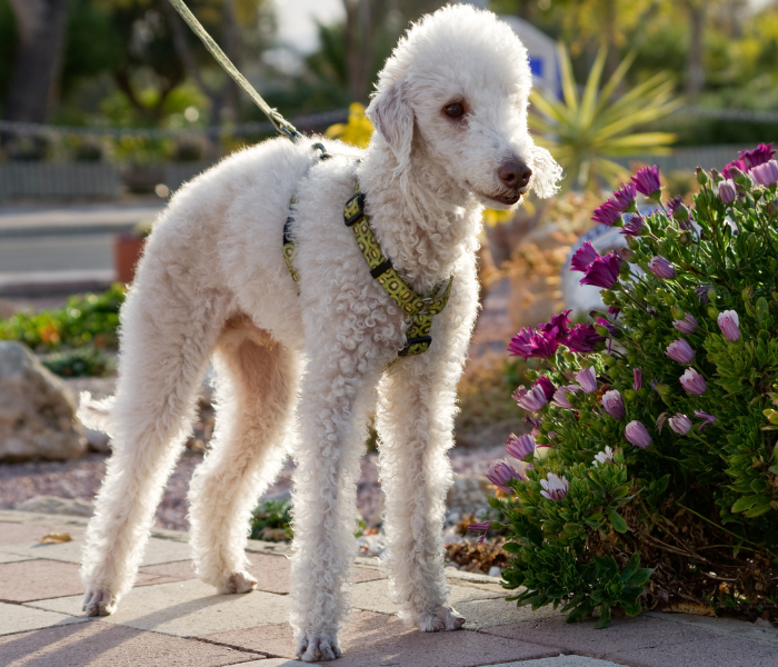 Bedlington terrier con imbracatura, pronto per l'attività che ama.