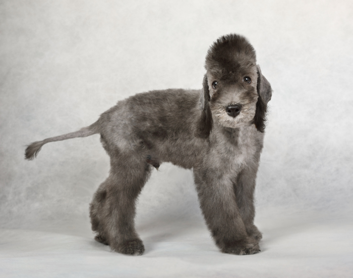 Cucciolo di Bedlington Terrier.