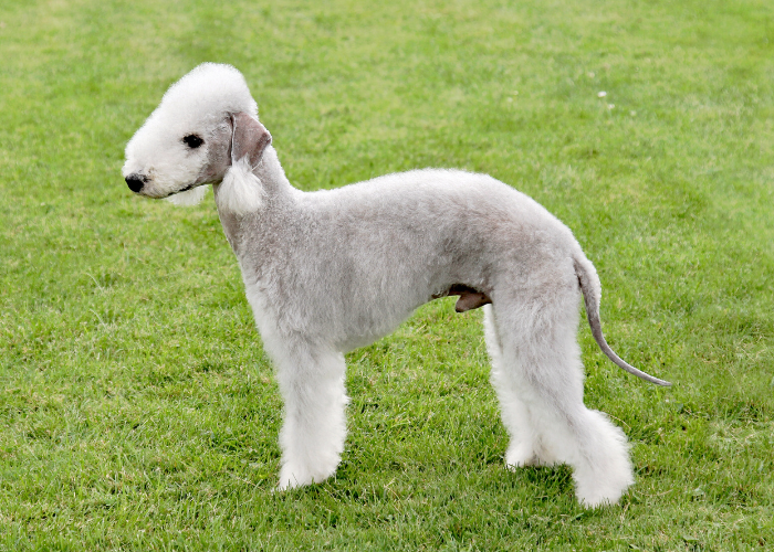 Bedlington terrier sabbia.