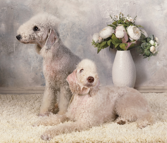 Due Bedlington Terrier.