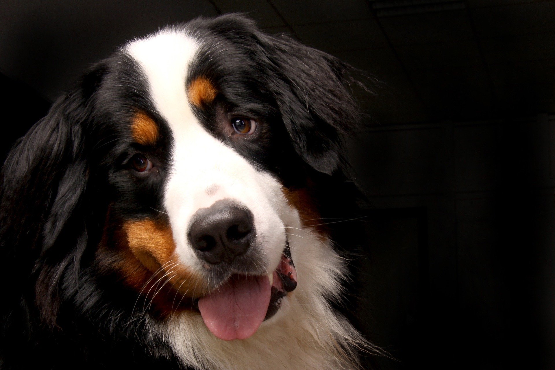 Il Bovaro del Bernese è una razza canina di grandi dimensioni. Ha un bellissimo mantello tricolore: bianco, nero e marrone creano una combinazione caratteristica.