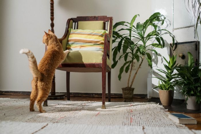Un gatto rosso in un appartamento pieno di fiori e piante.