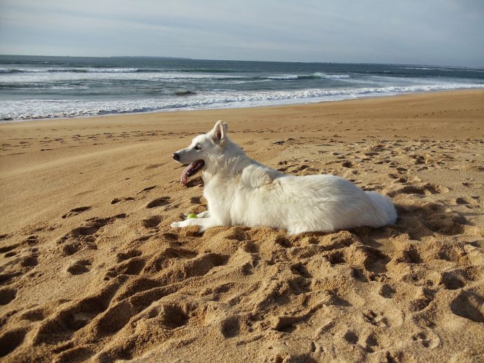 Cane da pastore svizzero sulla spiaggia