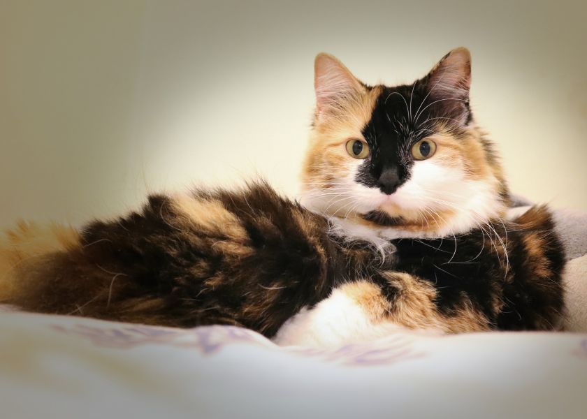 Gatto bobtail tricolore giapponese a pelo lungo.