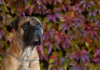 Boerboel con una maschera nera sul muso.