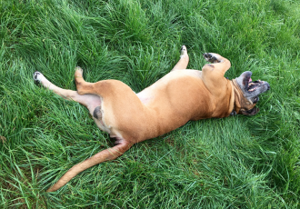 Un mastino sudafricano giace sull'erba.