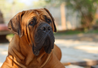 Boerboel marrone.