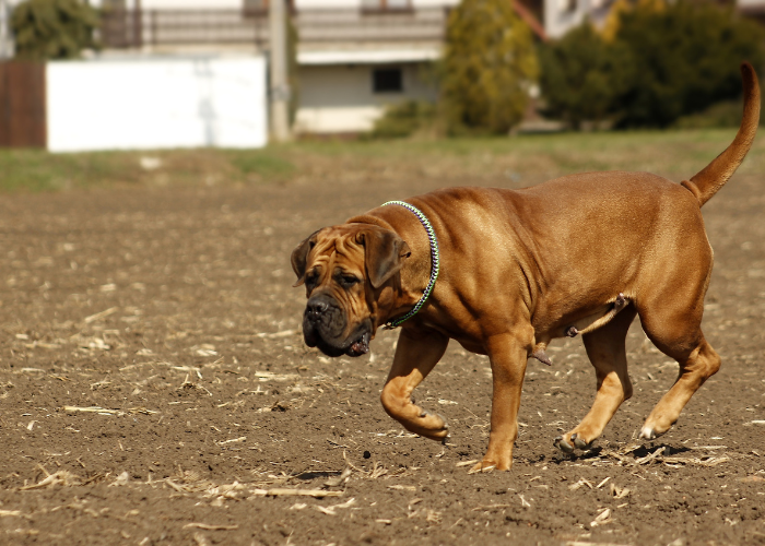 Il Boerboel è un cane massiccio, di tipo molosso.