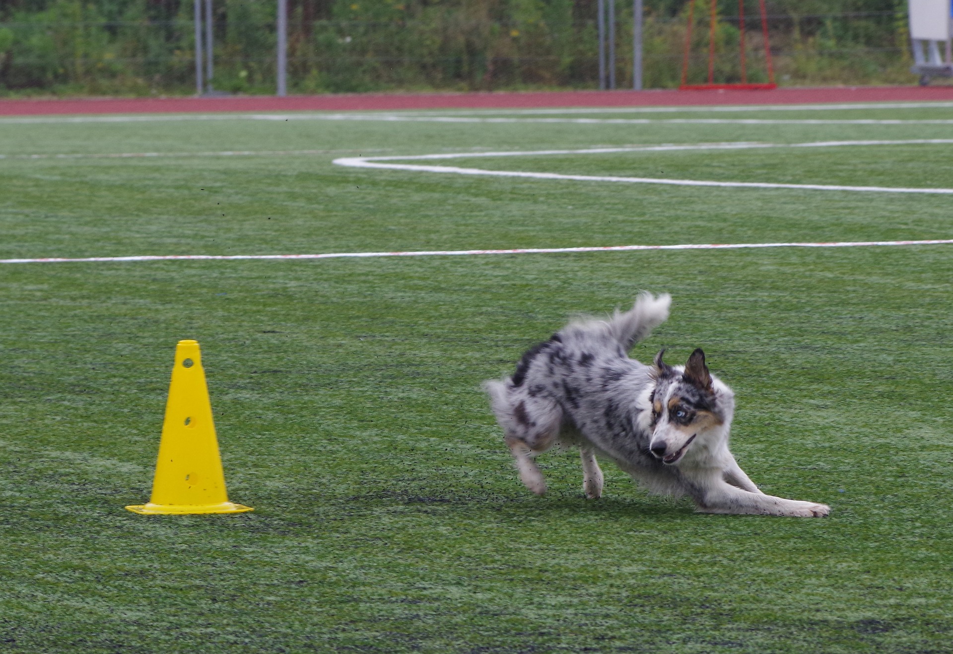 Il Border Collie richiede molta attività, sia fisica che mentale. Sono perfetti per tutti gli sport che coinvolgono i cani.