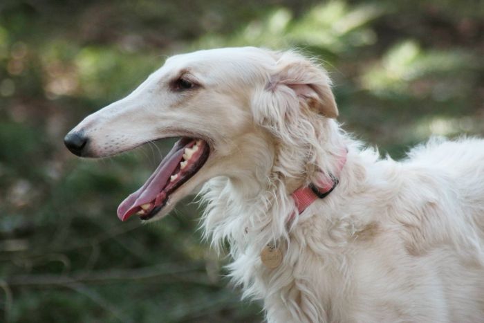 Il muso del borzoi è allungato con una leggera piegatura sulla linea del naso.