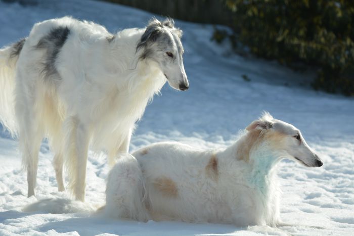 Due borzoi nella neve