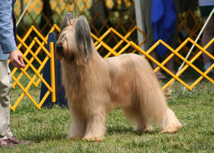 Il pastore francese Briard ad una mostra canina.