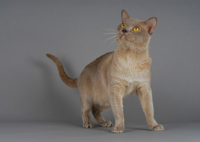 Gatto birmano champagne.