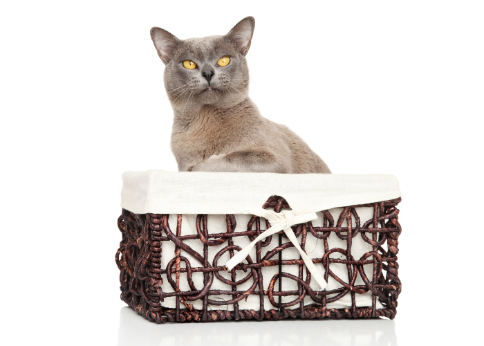 Gatto birmano lilla.