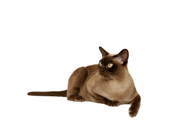 Gatto-sacro-di-birmania