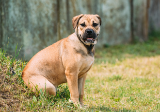 Perro de presa mallorquin.