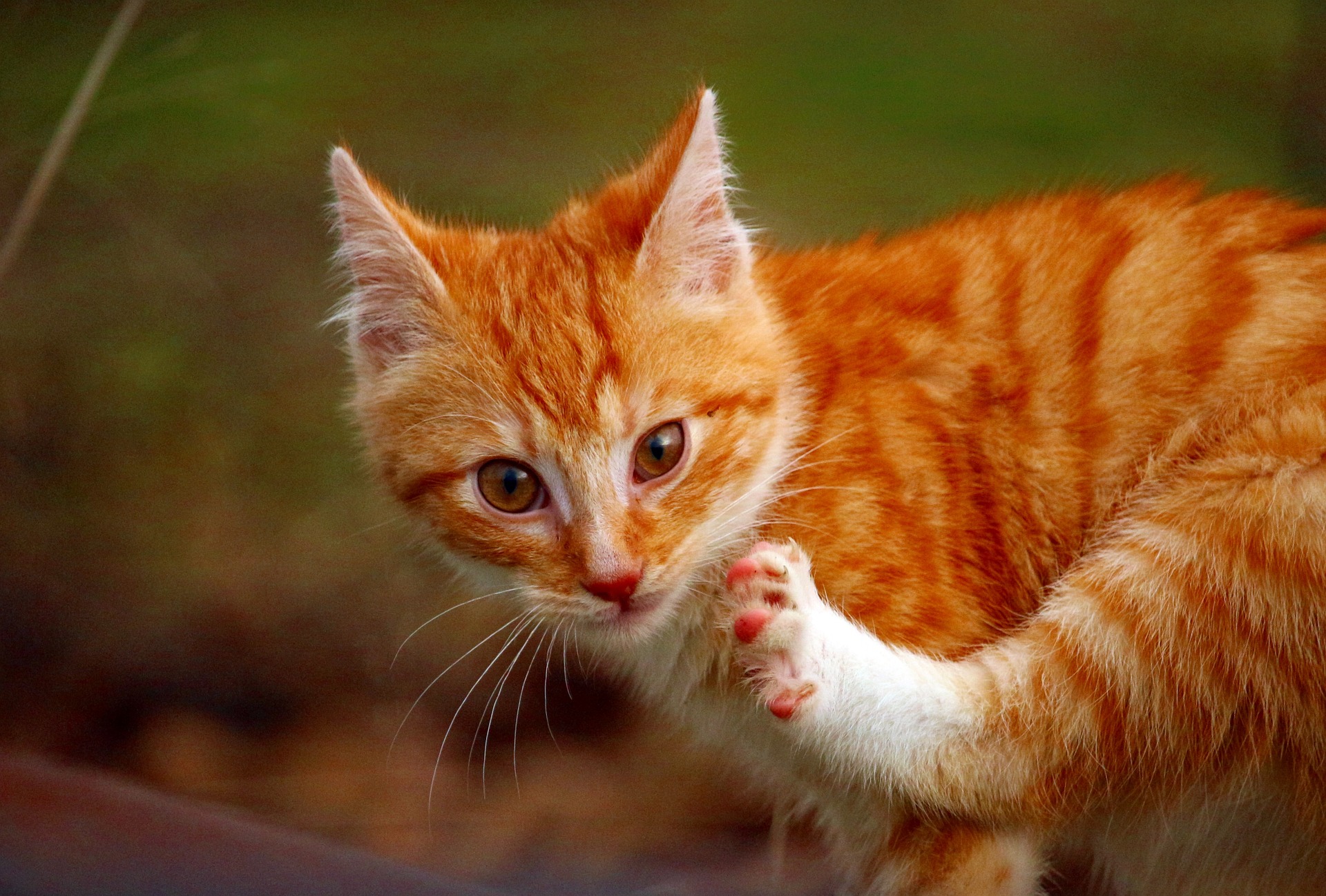 Lasciare il tuo gatto in giro lo mette in pericolo. I gatti che vivono all'aperto vivono, in media, diversi anni in meno e soffrono di malattie più gravi, comprese fratture che fanno zoppicare il gatto.