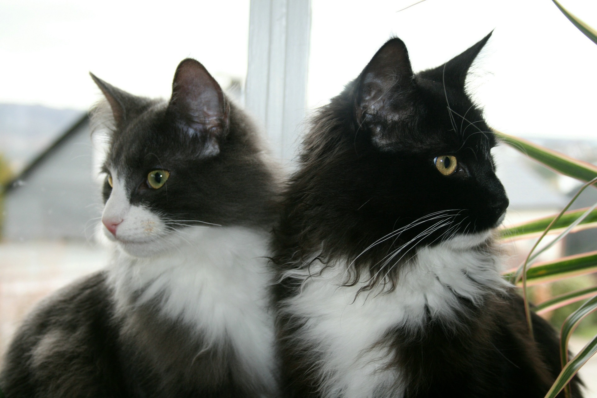 Il gatto delle foreste norvegesi è la razza nazionale norvegese. È famoso per la sua pelliccia bella, folta e lunga.